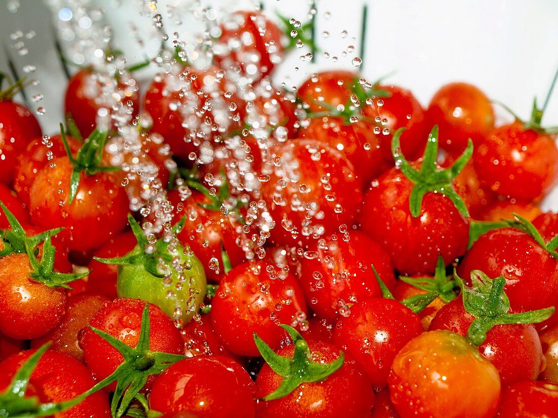 Ripe, red cherry tomatoes in white colander Sharp water droplets of water sprayed on them Close up Below camera Horizontal
