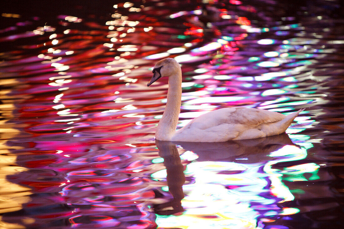 Swan on the canal at night, water reflects the city lights, Amsterdam, Netherlands
