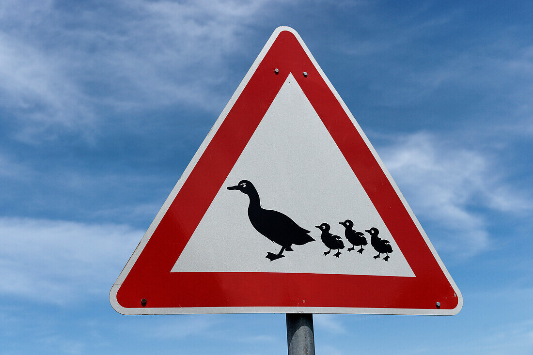 Caution watch out for ducks, Family of duck crossing the road, North Sea Island Amrum, Schleswig-Holstein, Germany
