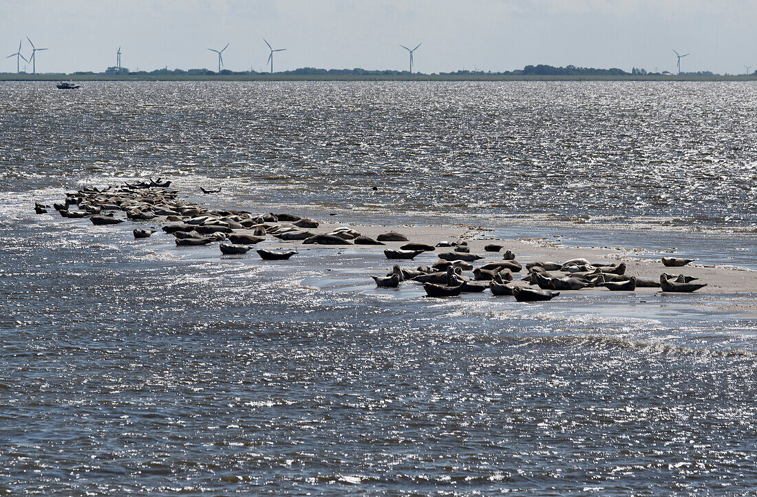 Seehunde auf einer Sandbank vor der Insel Baltrum, Ostfriesland, Niedersachsen, Deutschland