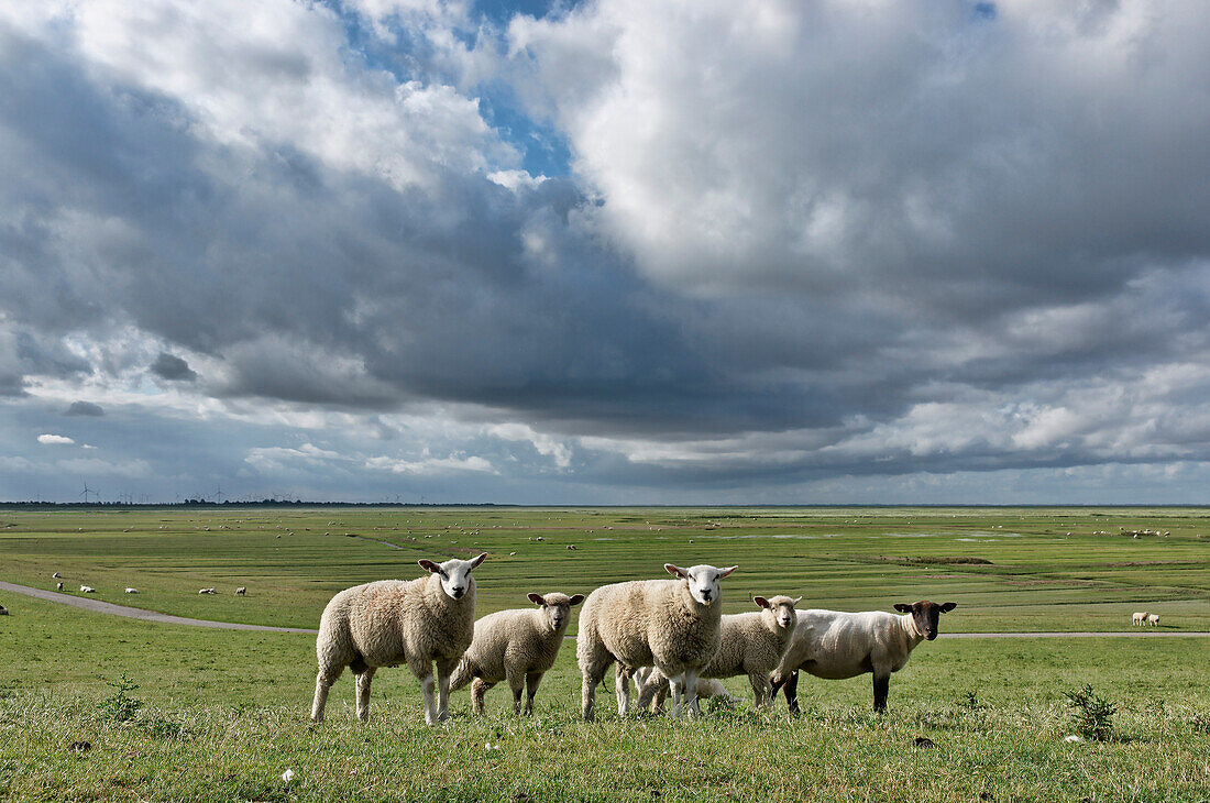 Schafherde beim Grasen, Nationalpark Schleswig-Holsteinisches Wattenmeeer, Friedrichskoog, Dithmarschen, Schleswig-Holstein, Deutschland