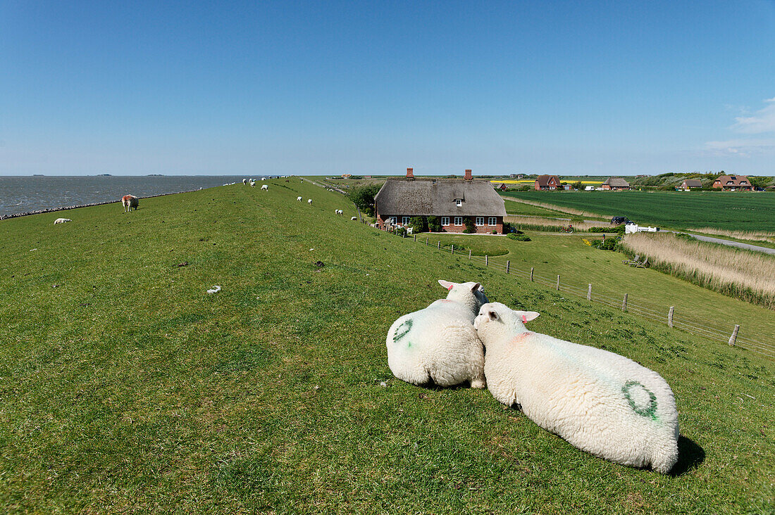 Deich an der Alten Kirche, Nordseeinsel Pellworm, Schleswig-Holstein, Deutschland