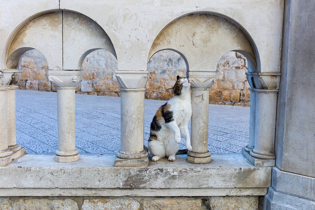 Cat rubbing its head on a wall post in the old town, Dubrovnik, Croatia, Europe