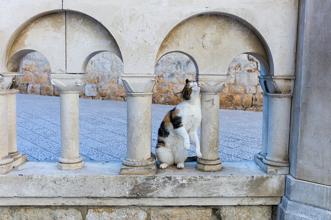 Katze reibt sich an Mauersäule in Altstadt, Dubrovnik, Dalmatien, Kroatien, Europa