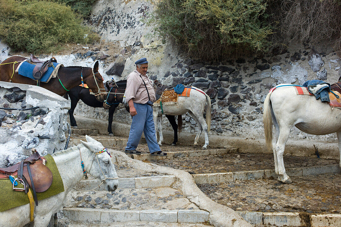Eseltreiber und Esel auf steilem Pfad vom Hafen zum Ort, Fira, Santorin, Kykladen, Griechenland, Europa