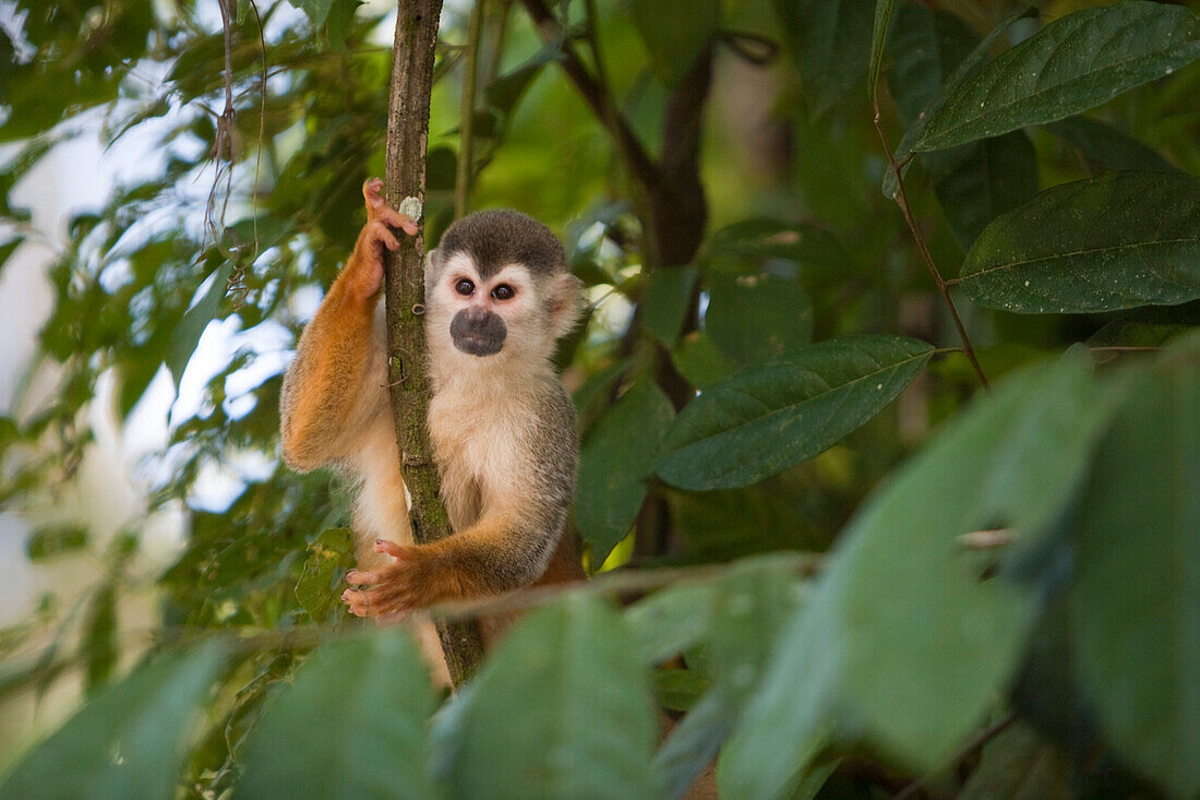 Affe (Rotrücken-Totenkopfaffe oder Saimiri oerstedii) in Baum im Regenwald vom Manuel Antonio Nationalpark, Manuel Antonio, Puntarenas, Costa Rica, Mittelamerika, Amerika