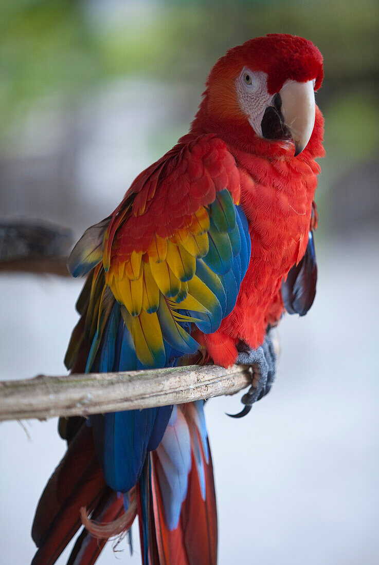 Close up of scarlet macaw named Paco, Isla Tortuga, Puntarenas, Costa Rica, Central America, America