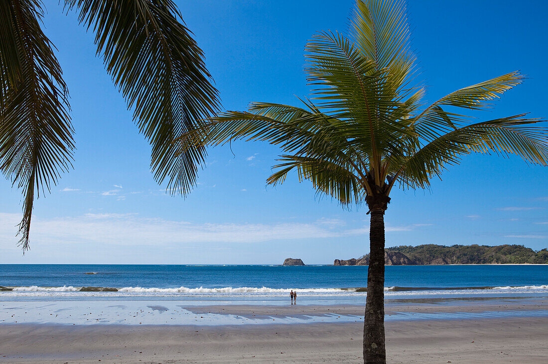 Palm trees and Playa Carillo beach, Carillo, Guanacaste, Costa Rica, Central America, America