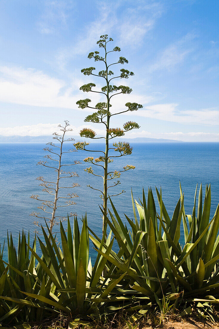 Blühende Agaven (Agave americana) am Mittelmeer, Korsika, Frankreich