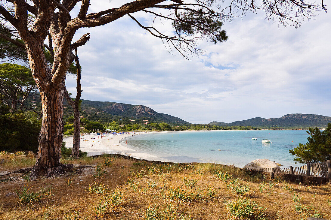Beach of Palombaggia, sout-east coast, Corsica, France, Europe