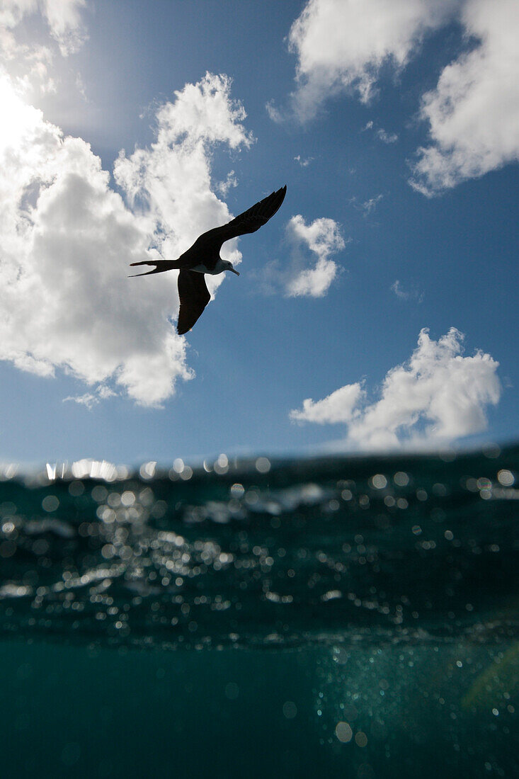 Fregattvogel ueber Meer, Fregata sp., Isla Mujeres, Halbinsel Yucatan, Karibik, Mexiko