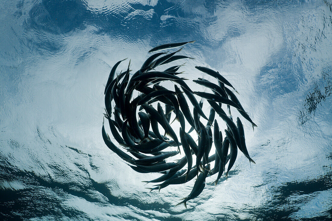 Shoaling Sardines, Sardina pilchardus, Isla Mujeres, Yucatan Peninsula, Caribbean Sea, Mexico