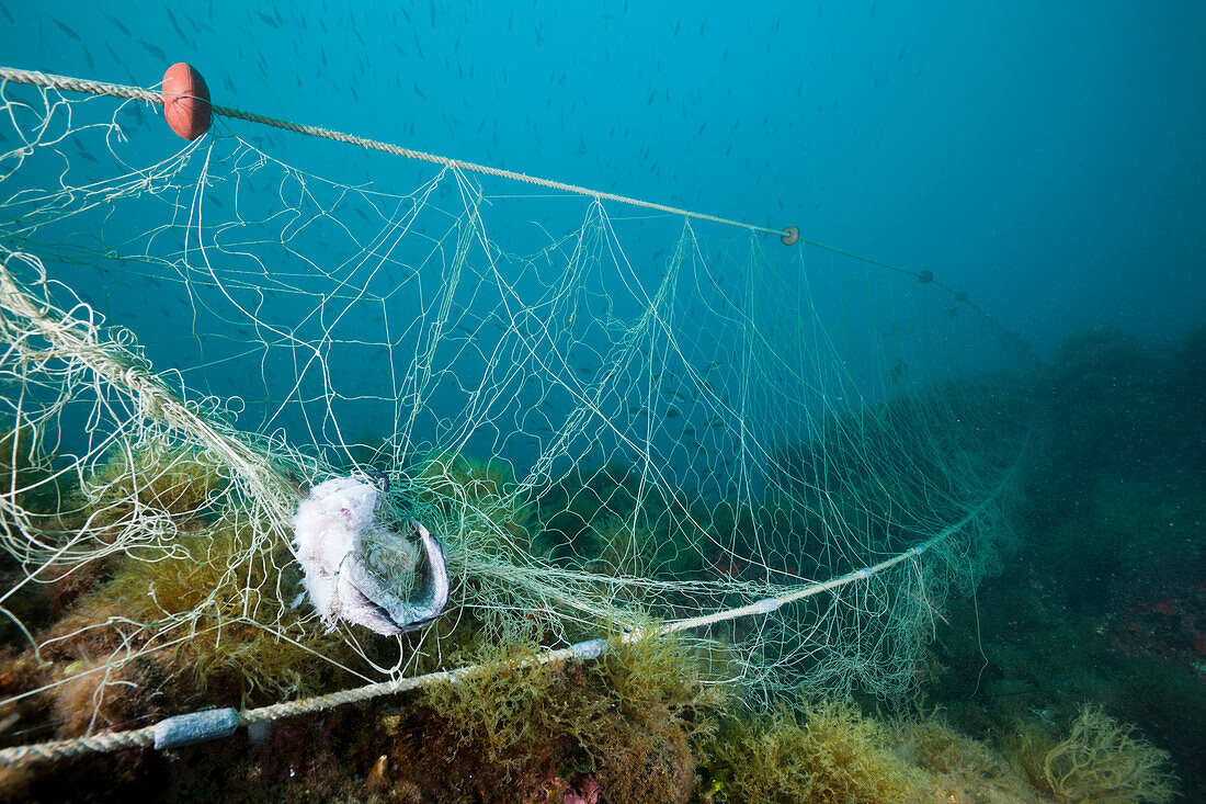 Verlorenes Fischernetz im Riff, Cap de Creus, Costa Brava, Spanien
