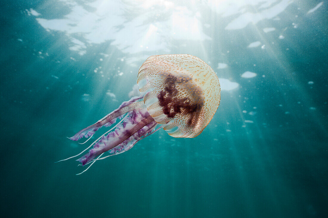 Mauve Stinger Jellyfish, Pelagia noctiluca, Cap de Creus, Costa Brava, Spain