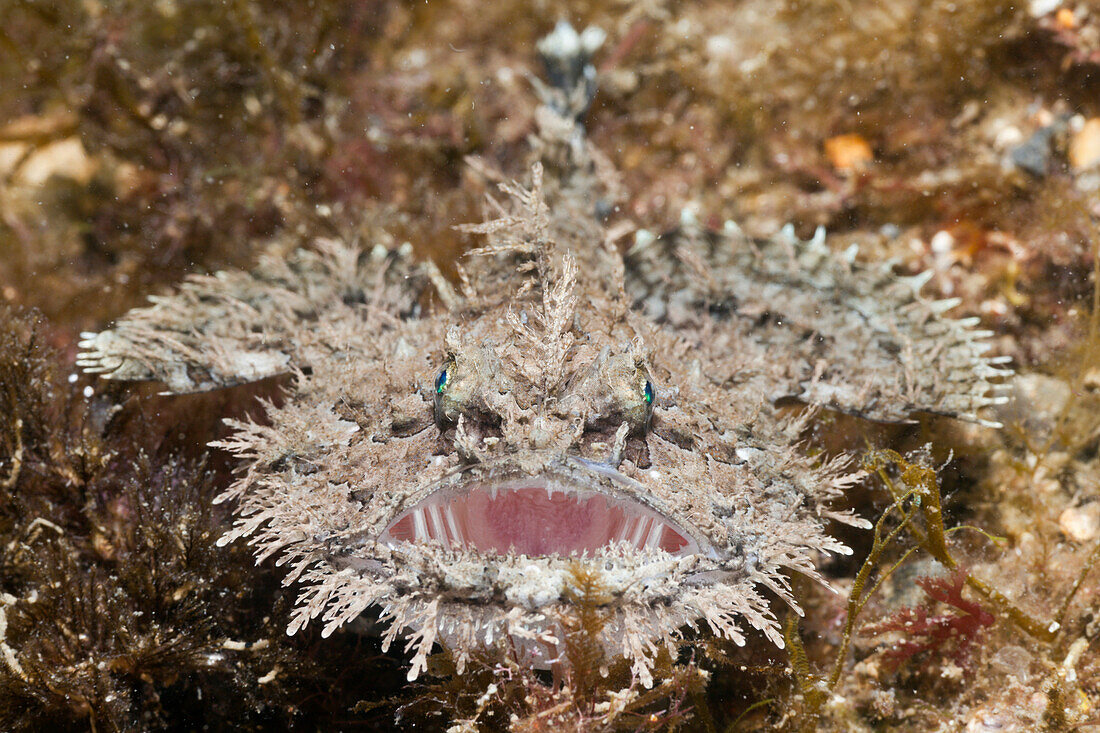 Kurzangel-Seeteufel, Lophius budegassa, Cap de Creus, Costa Brava, Spanien