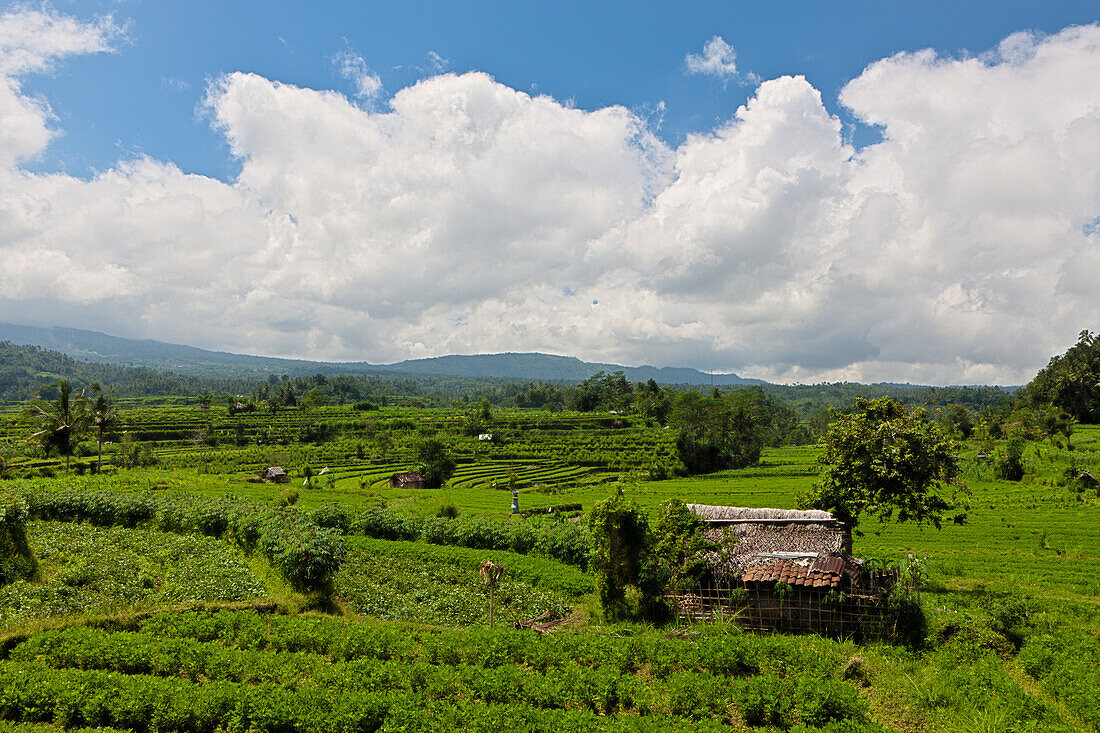 Clover Fields at Bali, Trifolium, Bali, Indonesia