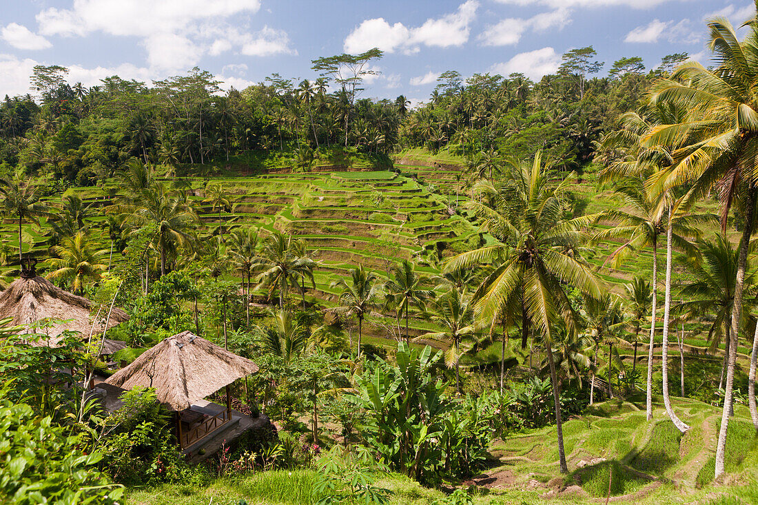 Reisterrassen bei Tegalalang, Oryza, Bali, Indonesien