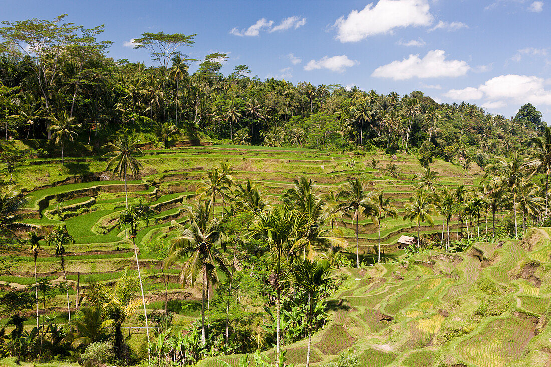 Ricefields of Tegalalang, Oryza, Bali, Indonesia
