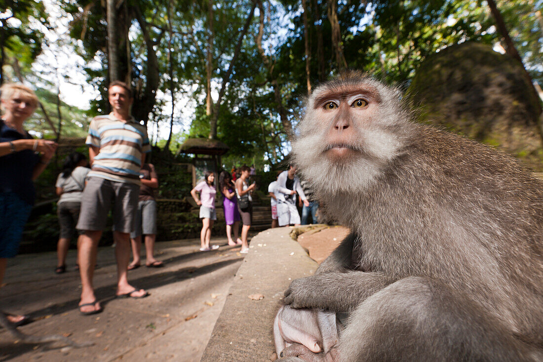 Javaneraffe, Macaca fascicularis, Bali, Indonesien