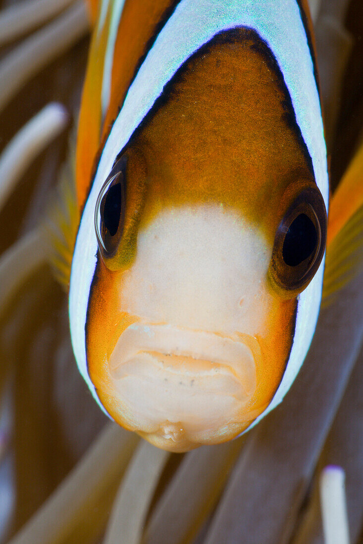 Clarks-Anemonenfisch, Amphiprion clarkii, Amed, Bali, Indonesien