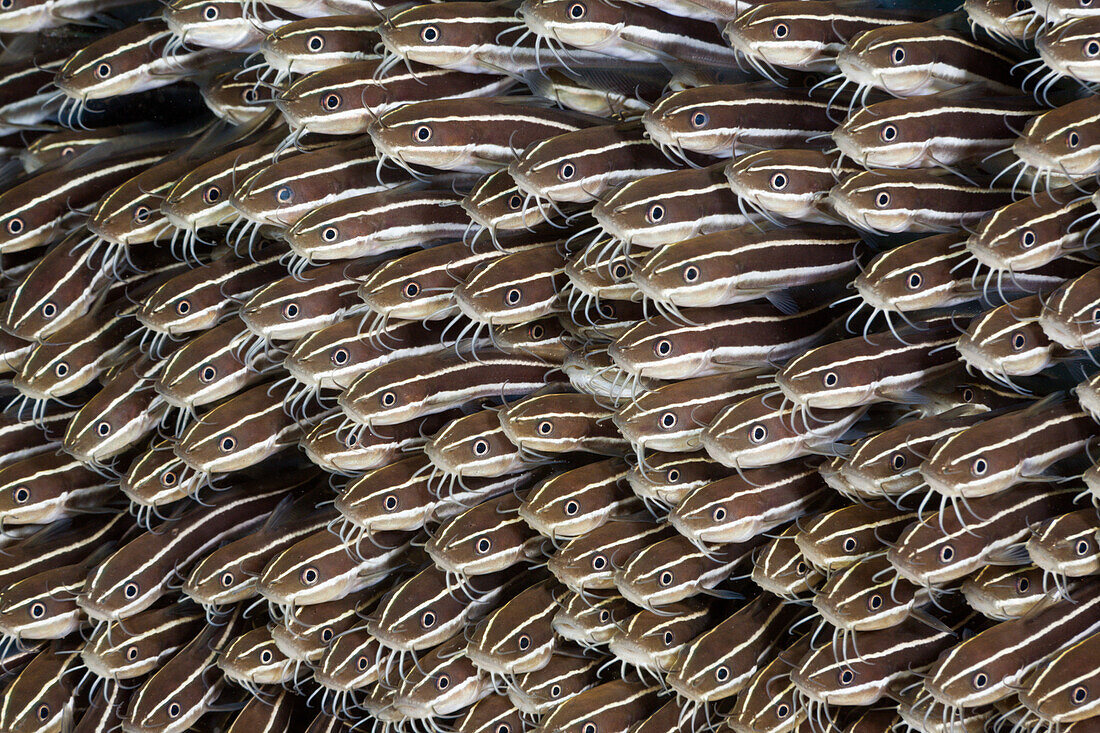 Striped Eel Catfish, Plotosus lineatus, Amed, Bali, Indonesia