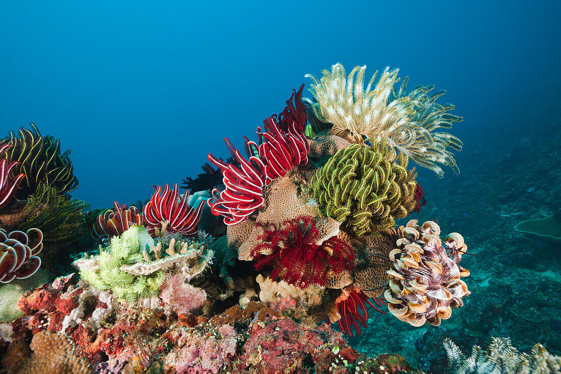 Federsterne auf Korallenriff, Comanthina sp., Amed, Bali, Indonesien