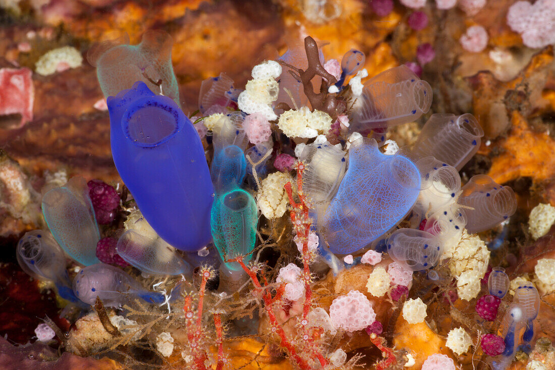 Colorful Colony of Sea Squirts, Rhopalaea, Alam Batu, Bali, Indonesia