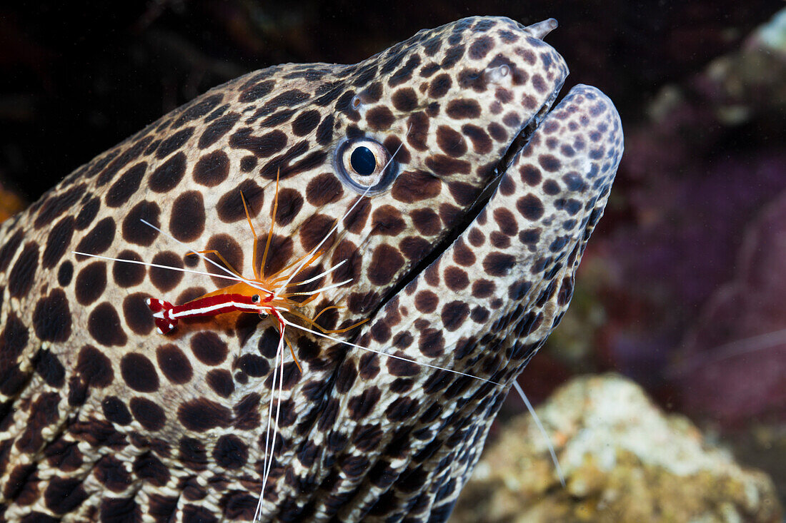 White-banded Cleaner Shrimp cleaning Honeycomb Moray, Lysmata amboinensis, Gymnothorax favagineus, Alam Batu, Bali, Indonesia