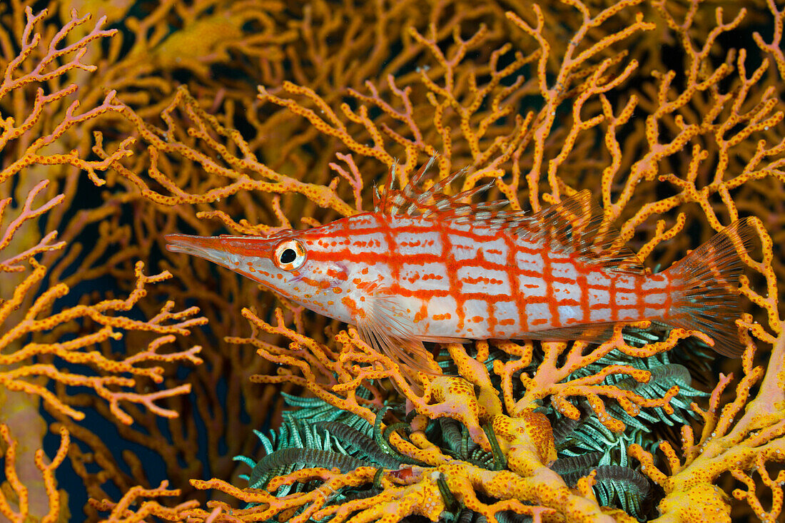 Langnasen-Korallenwaechter, Oxycirrhites typus, Alam Batu, Bali, Indonesien