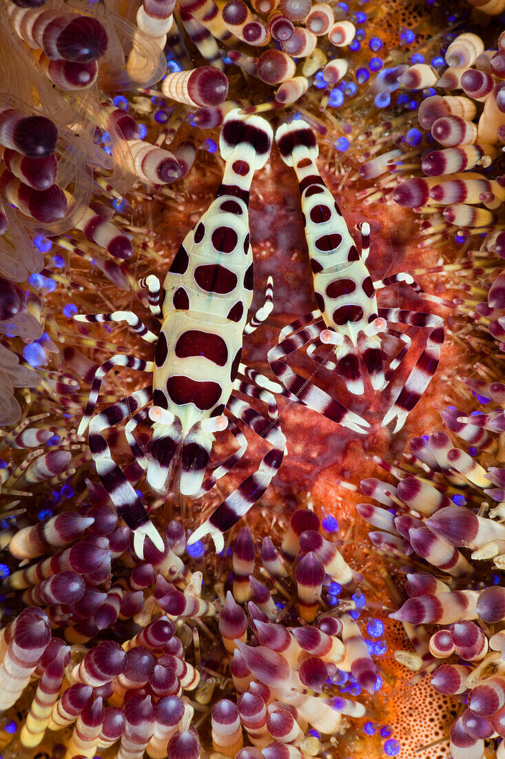 Partnergarnelen eines Feuer-Seeigel, Periclimenes colemani, Alam Batu, Bali, Indonesien