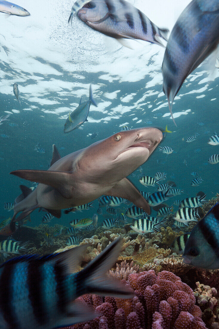 Whitetip Reef Shark, Triaenodon obesus, Beqa Lagoon, Viti Levu, Fiji