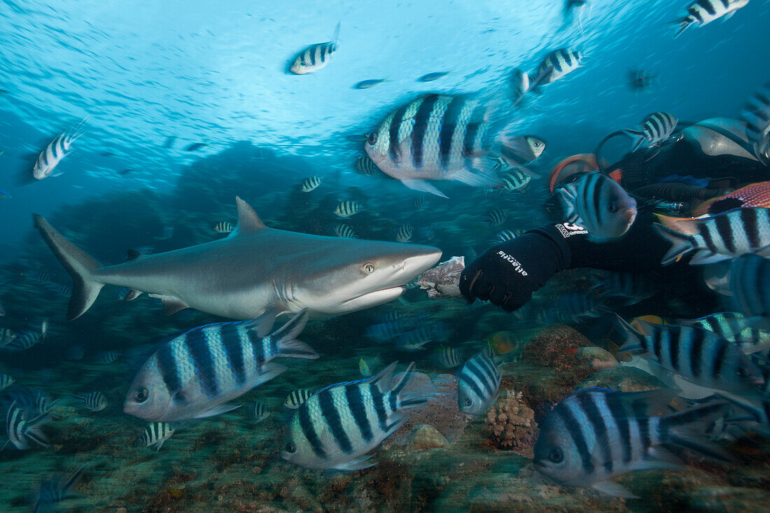 Grey Reef Shark at Shark Feeding, Carcharhinus amblyrhynchos, Beqa Lagoon, Viti Levu, Fiji