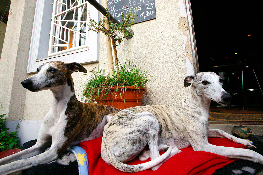 Hunde vor einem Kneipe, Kreuzberg, Berlin, Deutschland, Europa