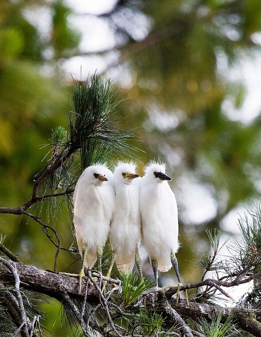 Snowy Egret Egretta thula chicks huddling together for warmth near San Francisco, California This colony of egrets chose to mate, breed and birth above a suburban residential jogging path