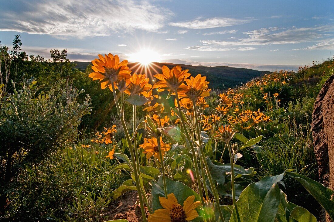 Goose Creek Mountains, sunburst in Arrowleaf Balsam Root wildflowers above Wahlstrom Hollow in the Goose Creek Mountains of southern Idaho