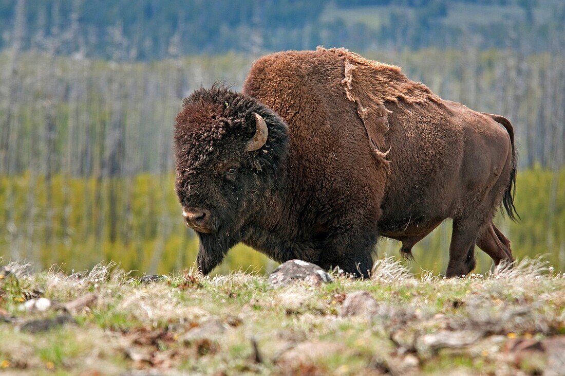 Yellowstone, American Bison near Mount Washburn and Tower Creek at Yellowstone National Park in northwestern Wyoming