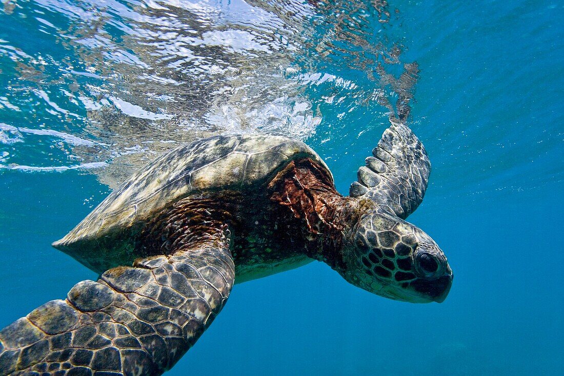 Green sea turtle Chelonia mydas at cleaning station at Olowalu Reef on the west side of the island of Maui, Hawaii, USA The range of this species extends throughout tropical and subtropical seas around the world, with two distinct populations in the Atla