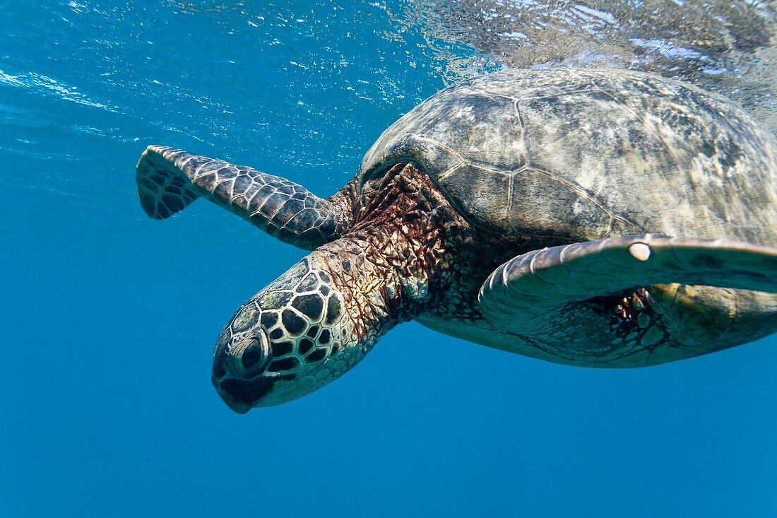 Green sea turtle Chelonia mydas at cleaning station at Olowalu Reef on the west side of the island of Maui, Hawaii, USA MORE INFO The range of this species extends throughout tropical and subtropical seas around the world, with two distinct populations i