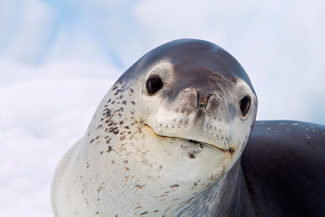 Adult leopard seal Hydrurga leptonyx hauled out on ice floe near the Antarctic Peninsula, Southern Ocean MORE INFO The leopard seal is the second largest species of seal in the Antarctic after the Southern Elephant Seal, and is near the top of the Antarc