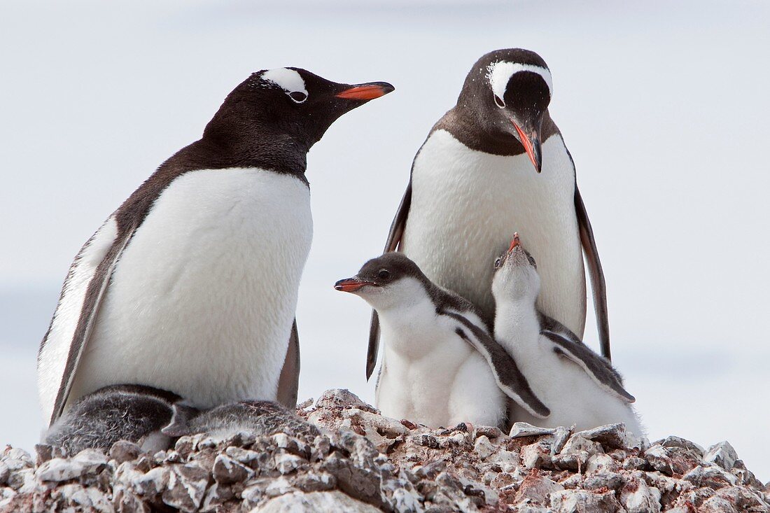 Gentoo penguin parent Pygoscelis papua with chicks in Antarctica, Southern Ocean MORE INFOThe gentoo penguin is the third largest of all penguins worldwide, with adult gentoos reach a height of 51 to 90 cm 20-36 in There are an estimated 80, 000 breeding
