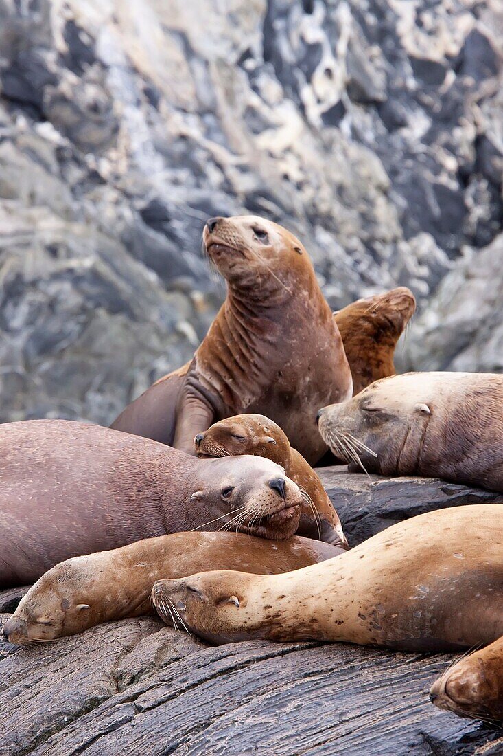 Northern Steller sea lion Eumetopias jubatus hauled out on South Marble Island in Southeastern Alaska, USA MORE INFO: This is the second largest of all pinnipeds in North America, with males reaching a length of over 10 feet and 2, 000 pounds while the fe