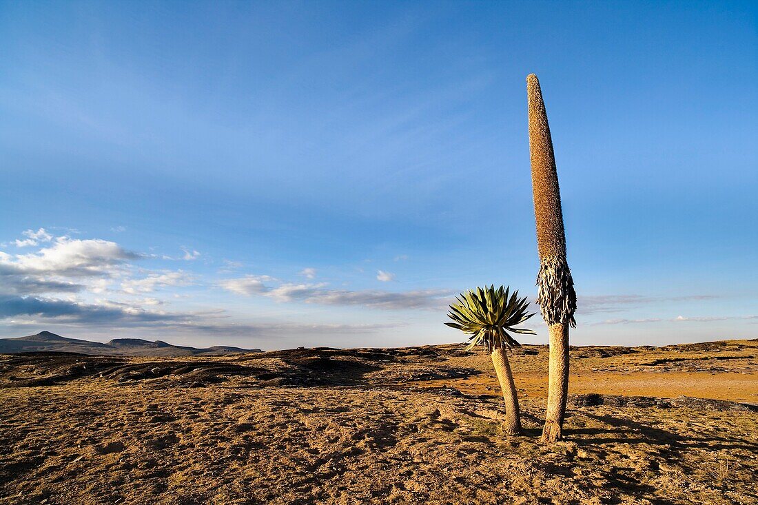 Giant Loebelia Lobelia rhynchopetalum in the Bale Mountains of Ethiopia Old plant with withered flower spike and new shoot next to it Giant Lobelias are typical and very often endemic to the high mountains and plateaus of East Africa They are adapted t