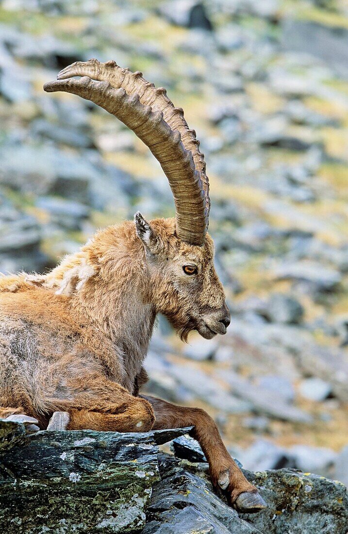 Alpine Ibex Capra ibex bull having his siesta in spring The long winter in the high mountains etiolated and weakened the animals The changing of the coats gives them an unkempt appearance, their main activity is grazing and resting to recover their stre