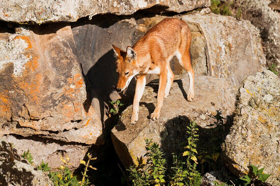Ethiopian Wolf Canis simensis mmother bringing prey, a rodent, to the pups, litter near their den in the Bale Mountains National Park The Ethiopian Wolf is the rarest of the wild dogs or wolves and strictly protected The overall population is estimated