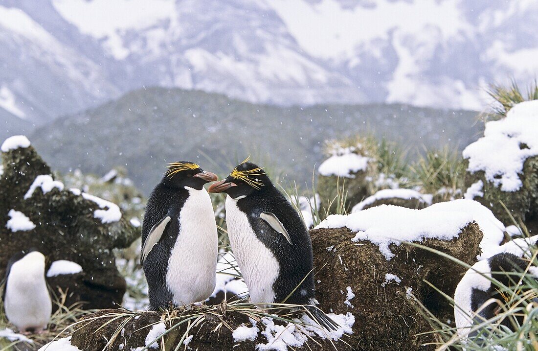 Macaroni Penguin Eudyptes Chrysolophus pair preening each other in colony in tussock gras during snowfall Antarctica, Subantarctica, South Georgia, November 2003