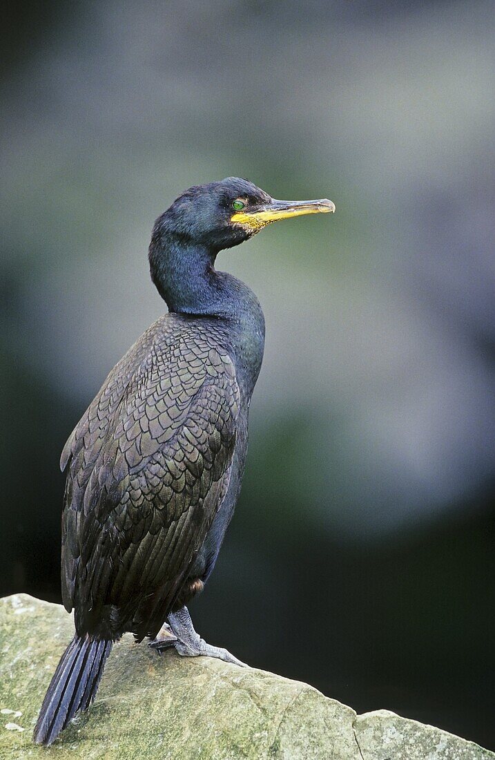 European Shag Phalacrocorax aristotelis or Common Shag, portrait on cliff Europe, Northern Europe, Great Britain, Scotland, Shetland Islands, Foula, May 2002