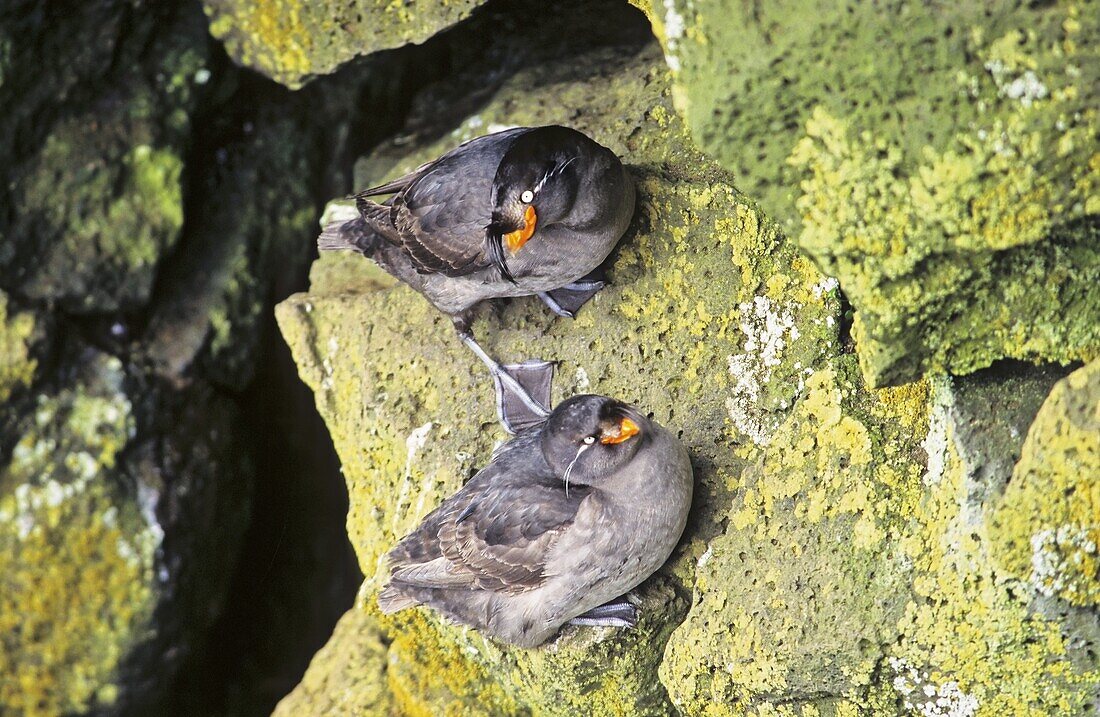 Two crested auklet Aethia cristatella on the cliffs of Saint Paul an island of the Pribilof Islands America, north america, Alaska, July 1997