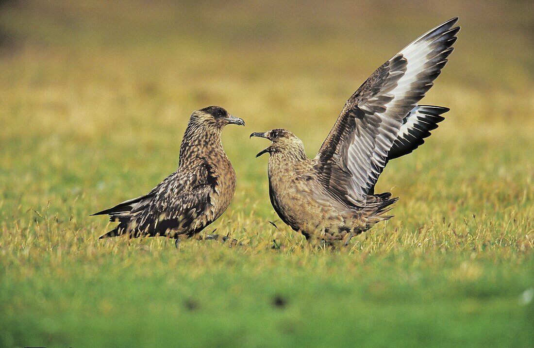 Skua or Northern Skua Stercorarius Skua greeting ceremony display of a pair during breeding season Northern Skuas are living near the coastlines of Northern Europe and are famous for their aggressivity and their Cleptoparasitism They are breeding in moo