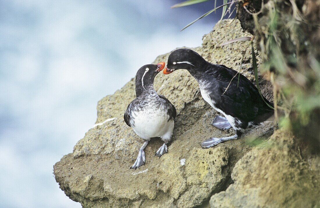 Parakeet Auklet Aethia psittacula, Pribilof Island America, North America, Alaska, Pribilof Islands, July 1997