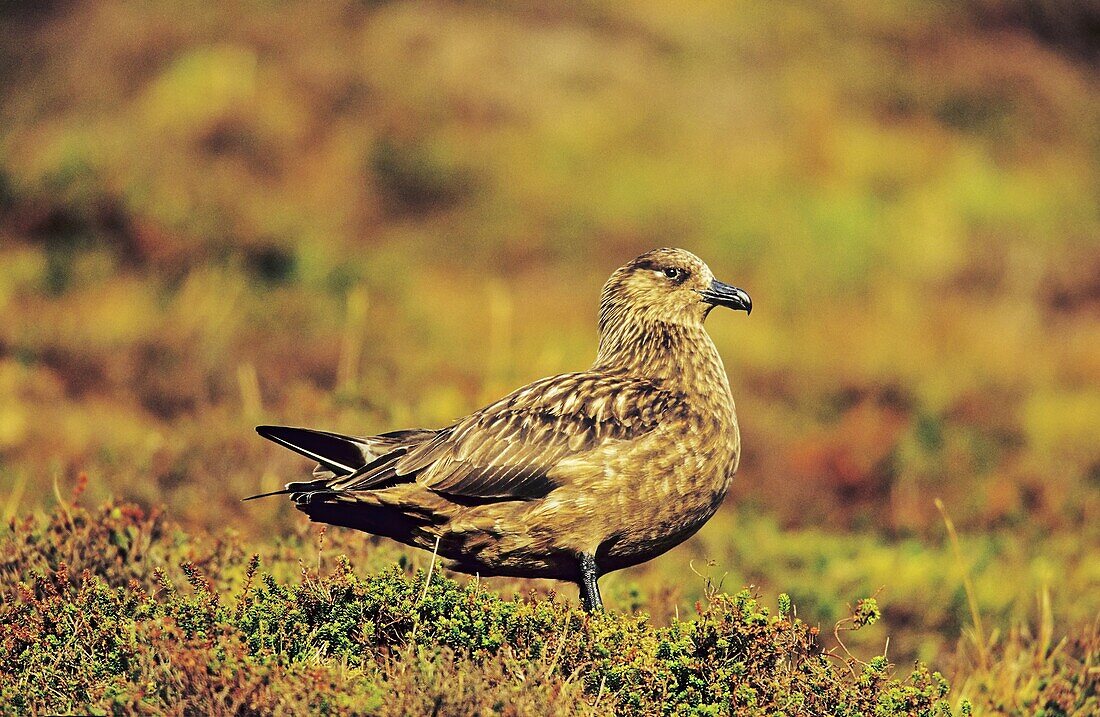 Skua or Northern Skua Stercorarius Skua portrait Northern Skuas are living near the coastlines of Northern Europe and are famous for their aggressivity and their Cleptoparasitism They are breeding in moor and heather areas close to the seashore Their w